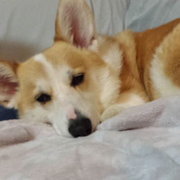 Lucy profile