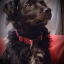 O'neill profile