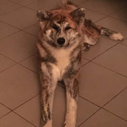 Doggo profile