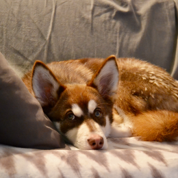 Yuki profile