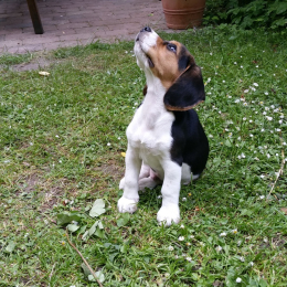 Flora profile