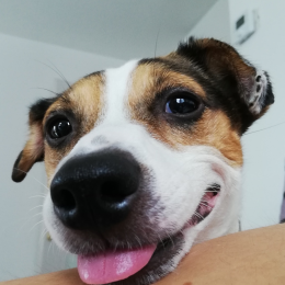 Isis descheemaecker profile