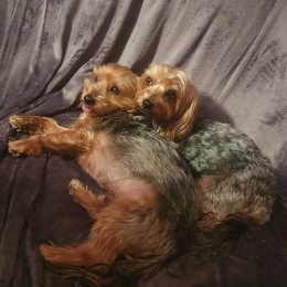 Poupy et mya profile