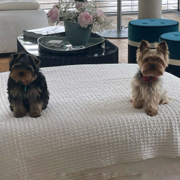 Valentino et romeo profile