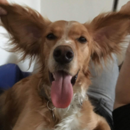Jack profile