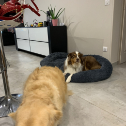 Laika et mahe profile