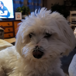 Titou profile