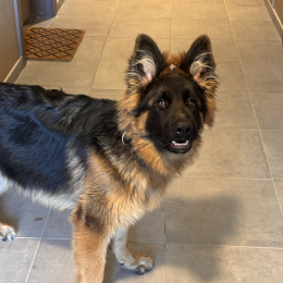Vasko profile