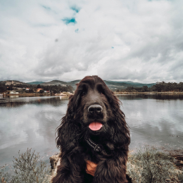 Ximo profile