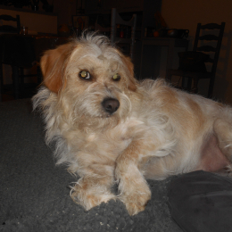 Oliver profile