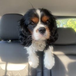 Sherlock profile