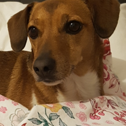 Cybelle et jazz profile