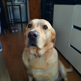 Leila profile