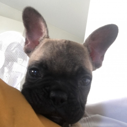 Polux profile