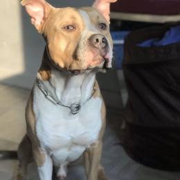 Snoop profile