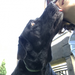 Doggo profile