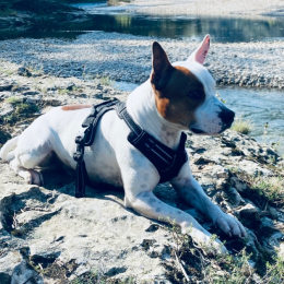 Poxi profile