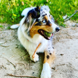 Neyko profile