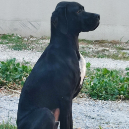 Titi profile
