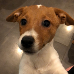 Jack profile