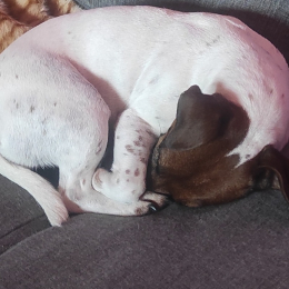 Molly profile