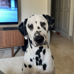 Pongo profile