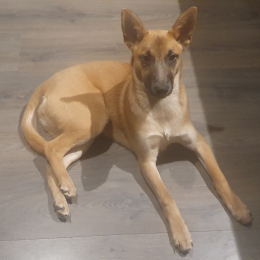 Doggo profile