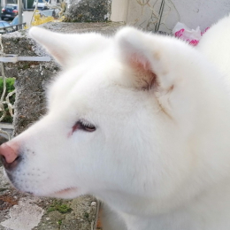 Kamsi profile