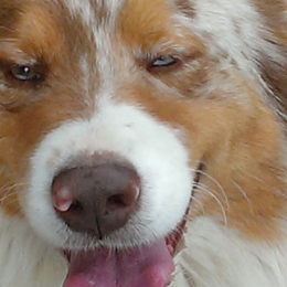 Hysky profile