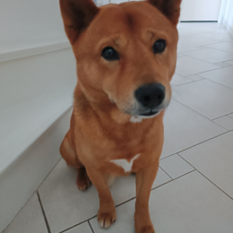 Aïko profile