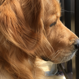 Ellyott profile