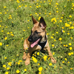 Pouchka profile