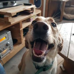 Doug profile
