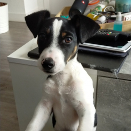 Pablo profile