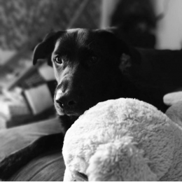 Kiko profile
