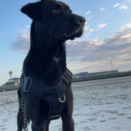 Mylo profile