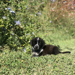 Rubis profile