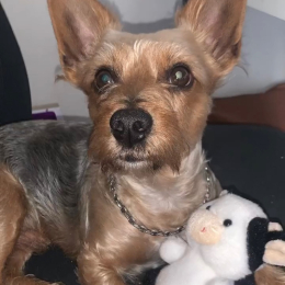 Muse et snoop profile