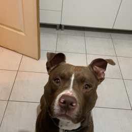 Simba profile