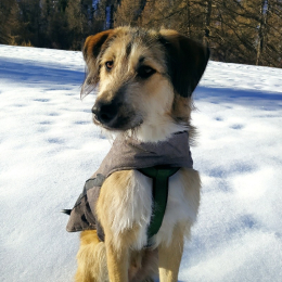 Pilou profile