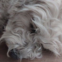 Ippy profile