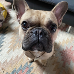 Barnabe profile