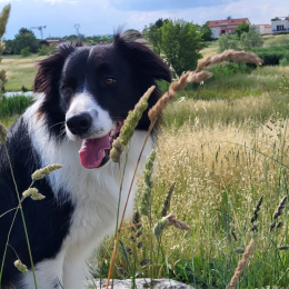 Mavik profile