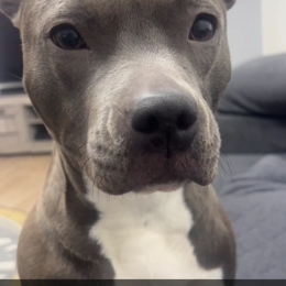 Ola profile