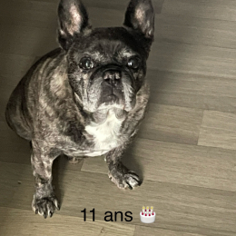 Igor profile