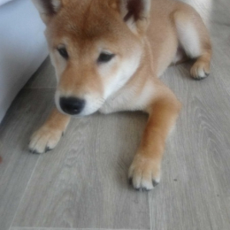 Païkō profile