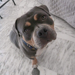 Athos profile