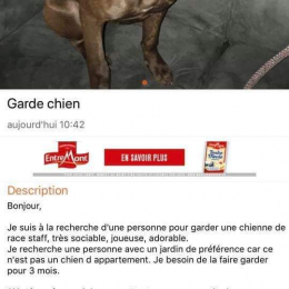 Doggo profile