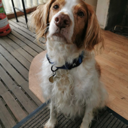 Ralf profile