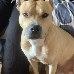 Jaxx profile